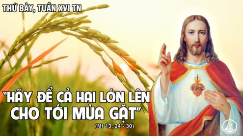 Thứ Bảy tuần 16 thường niên. – Lúa và cỏ lùng.